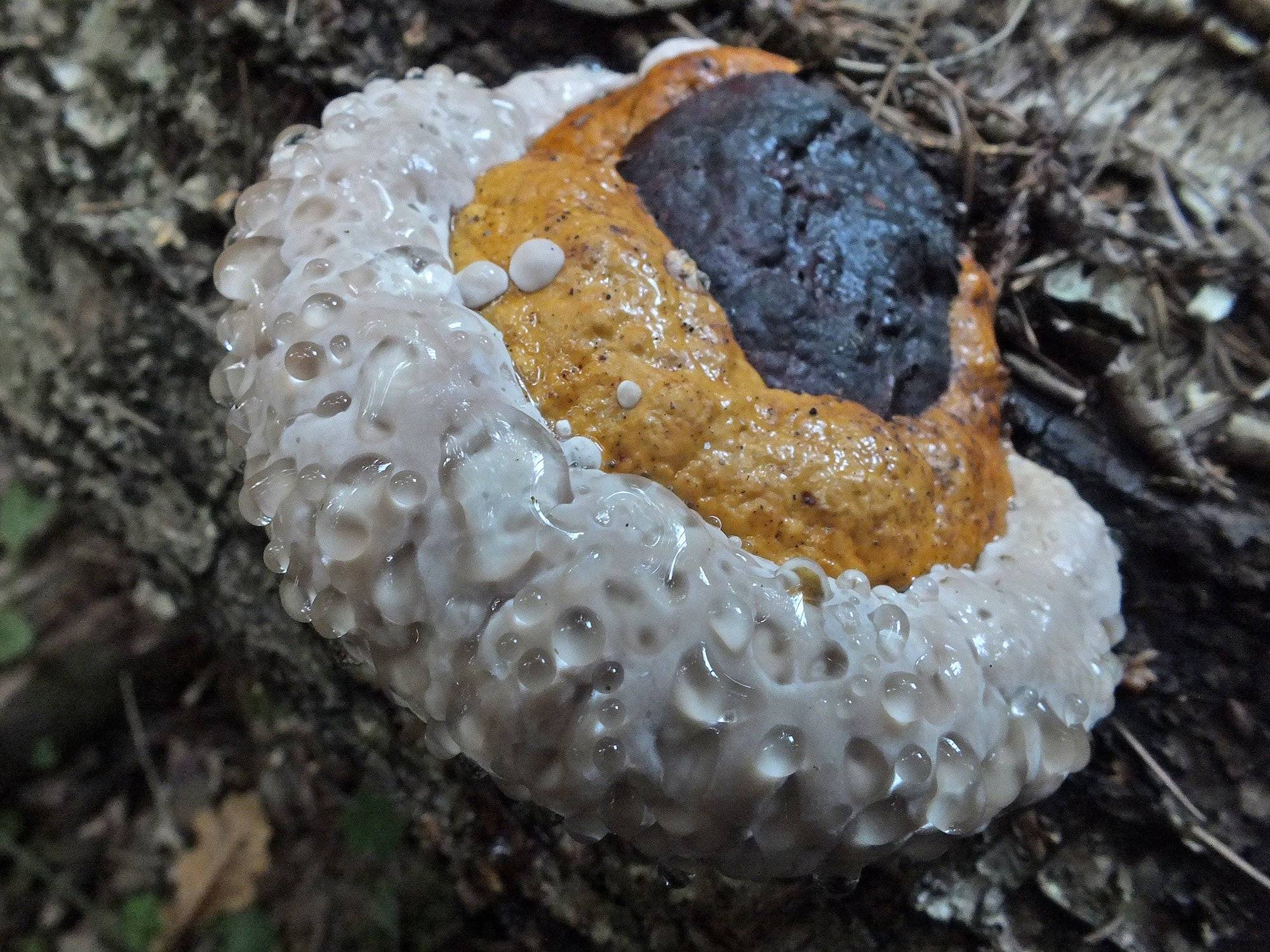 Самые редкие грибы в мире