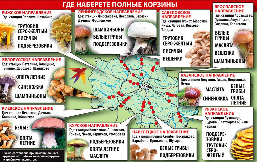 Грибы в брянске и брянской области в 2023г: фото, описания и названия съедобных и ядовитых видов на карте грибных мест