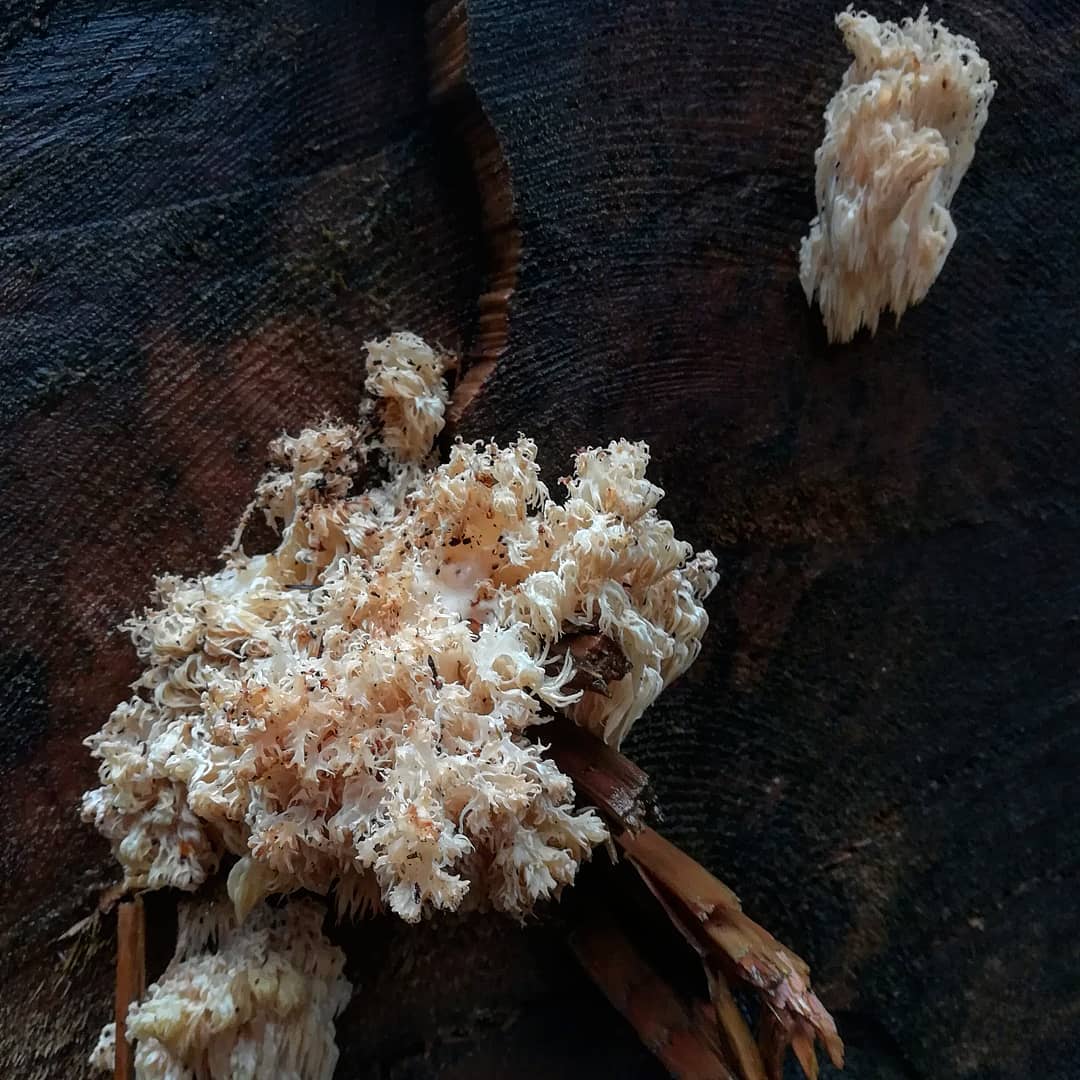 Гриб ежевик коралловидный как готовить
