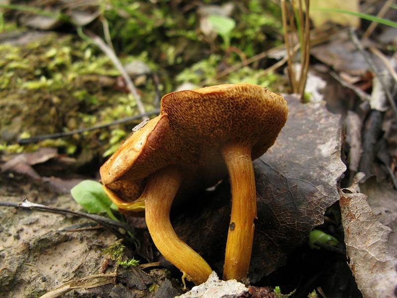 Перечный гриб (масленок перечный): описание, где растет