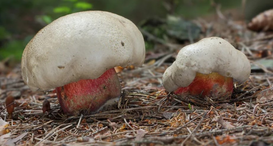 Боровик бронзовый - съедобный гриб. фото видов. где растет. как готовить.