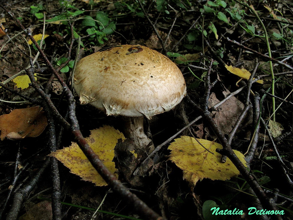 Гебелома корневидная (корневая) (hebeloma radicosum) – описание, где растет, фото гриба