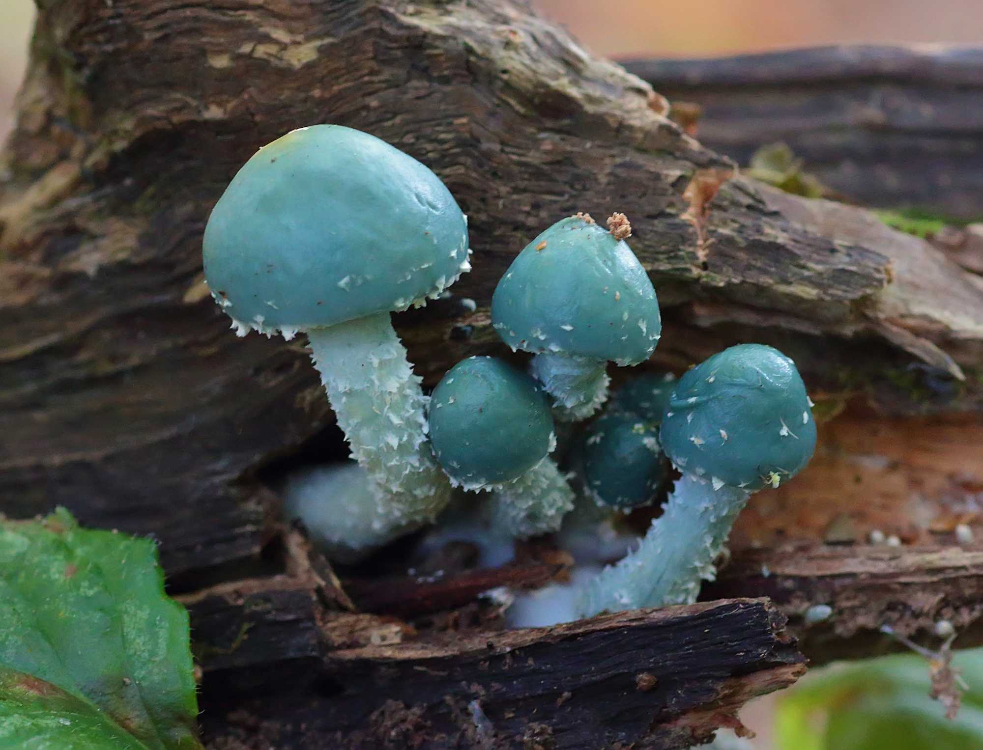 Строфария сине-зеленая - фото и описание съедобного гриба, где растет и как выглядит