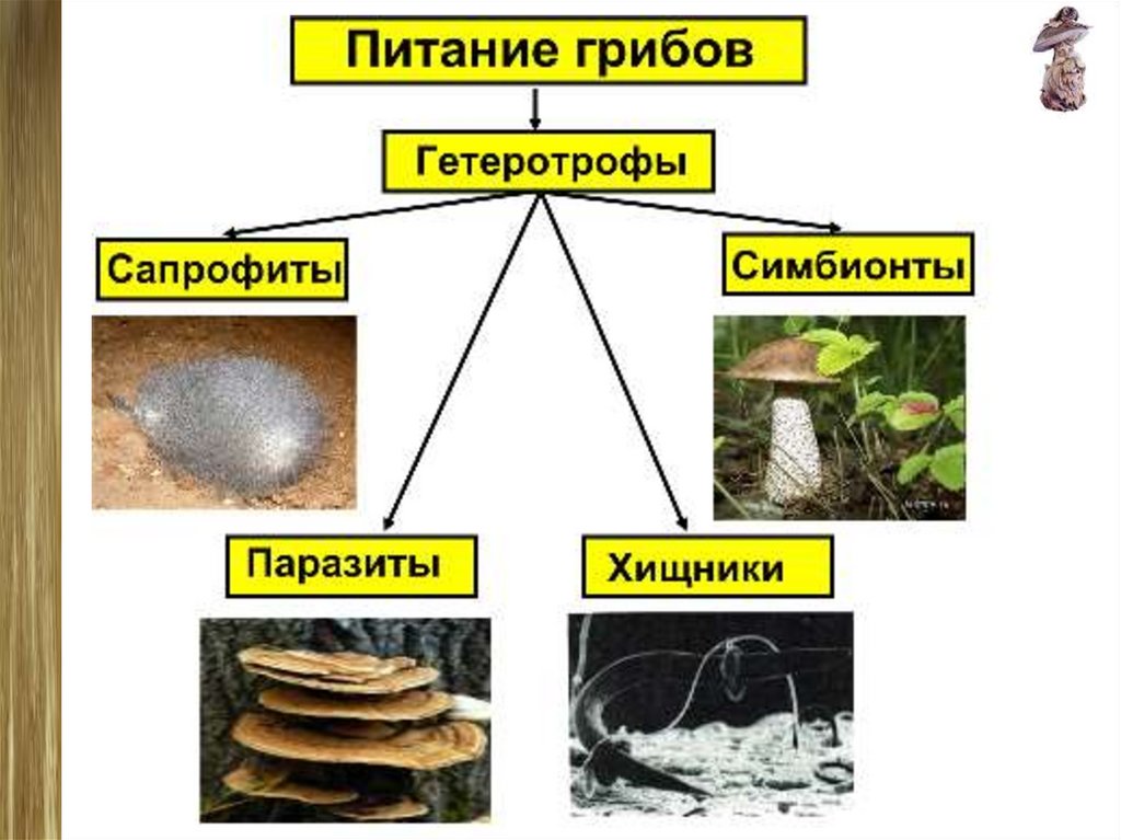 Виды грибов и их классификация