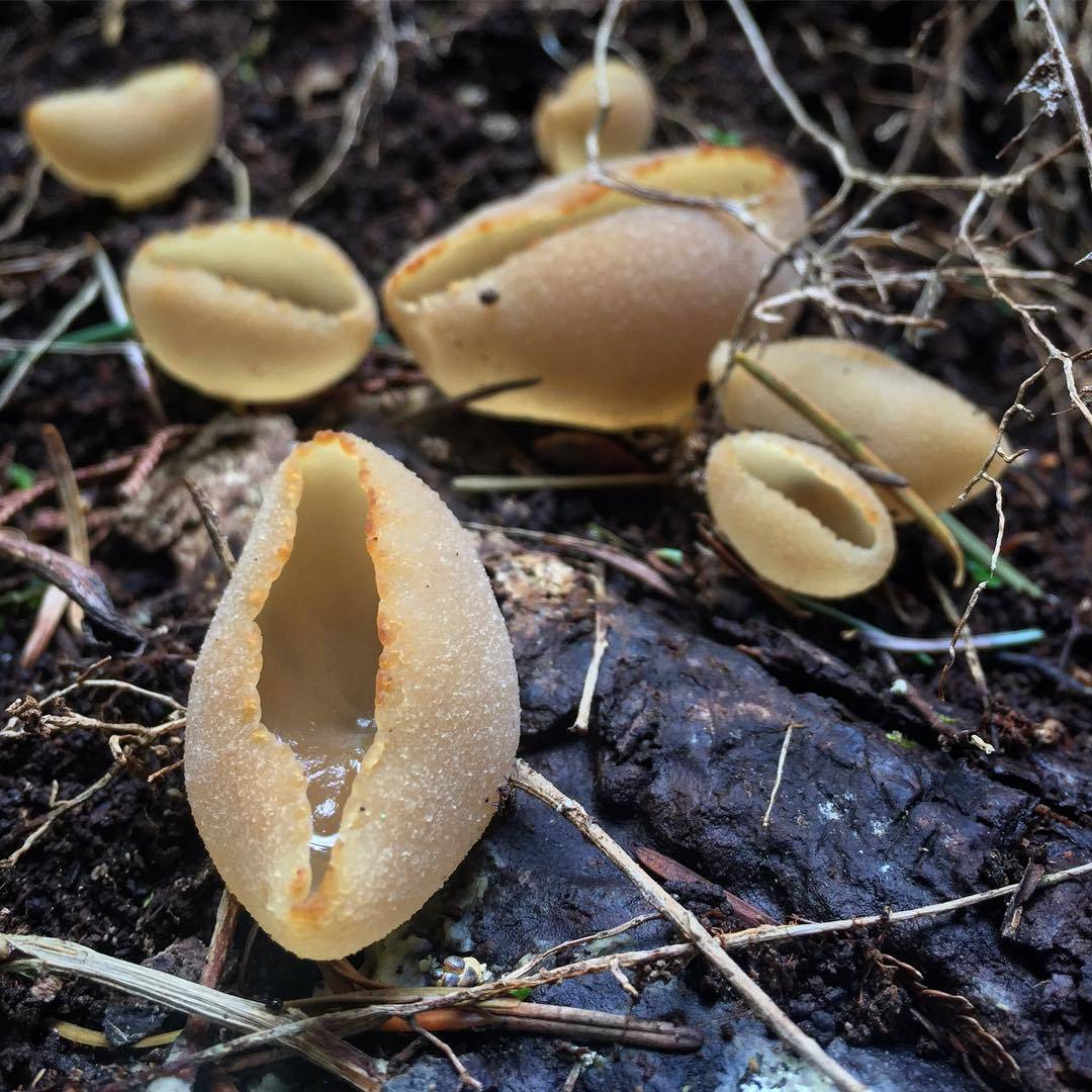 Пецица пузырчатая — описание гриба, где растет, похожие виды, фото