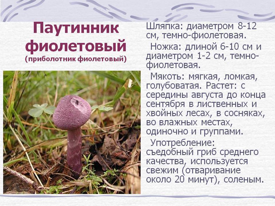 Паутинник съедобный — младший брат белого гриба