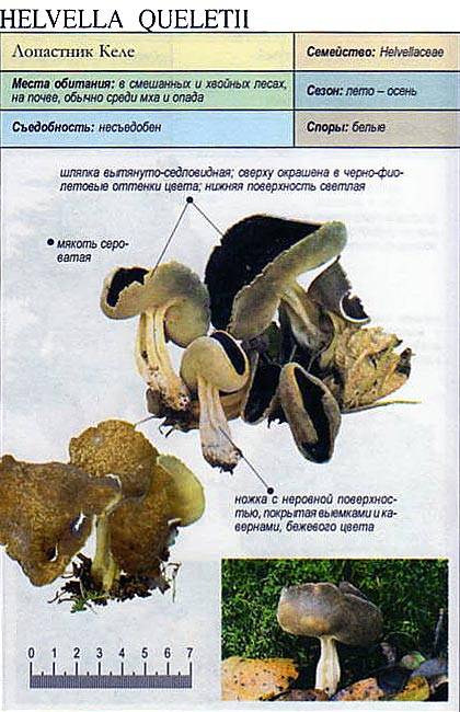 Гриб лопастник (helvella): виды с фото и описанием