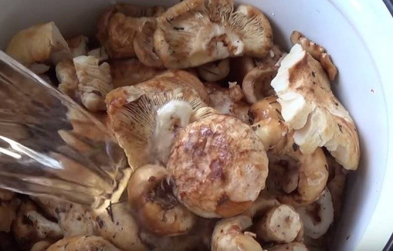 Как готовить гриб валуй на зиму