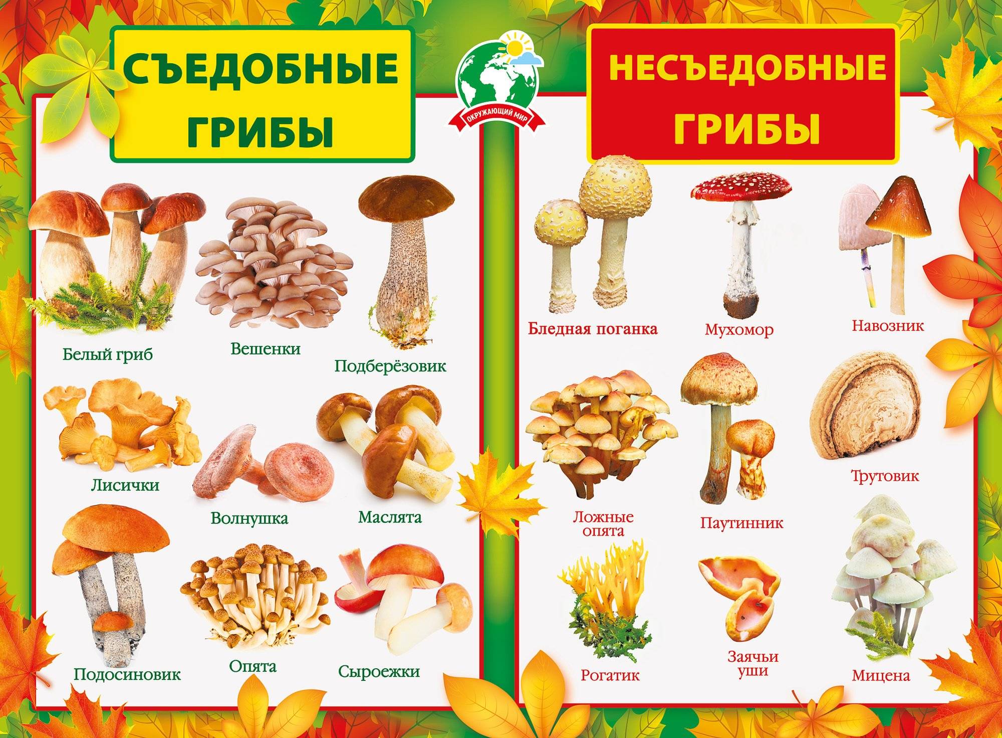 Разновидности грибов с фото и названиями: съедобные и ядовитые виды