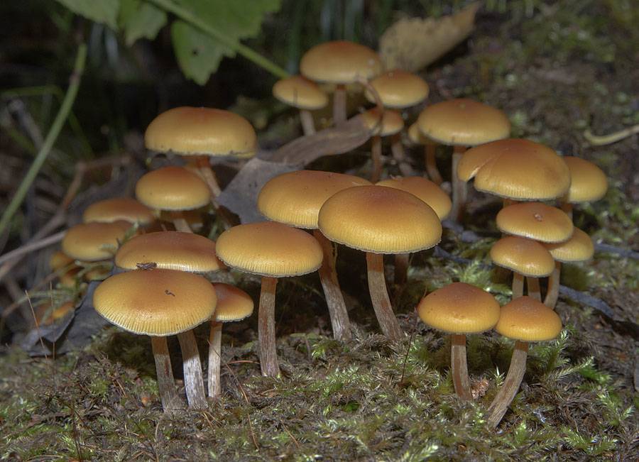 Галерина окаймленная - описание, где растет, ядовитость гриба