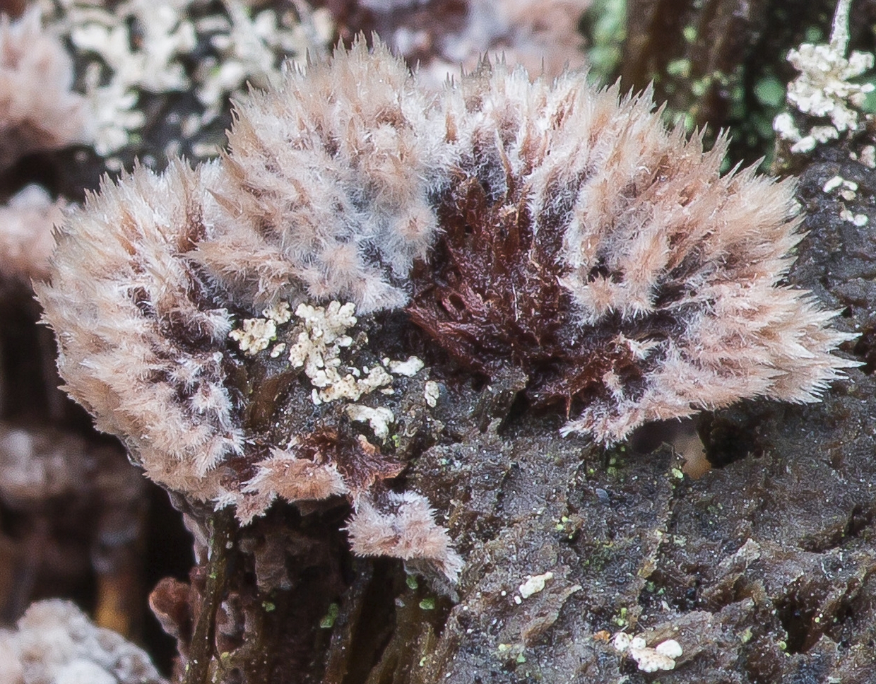 Ксилария многообразная (xylaria polymorpha) также известная как пальцы мертвеца: фото, описание, где растет и чем опасен гриб
