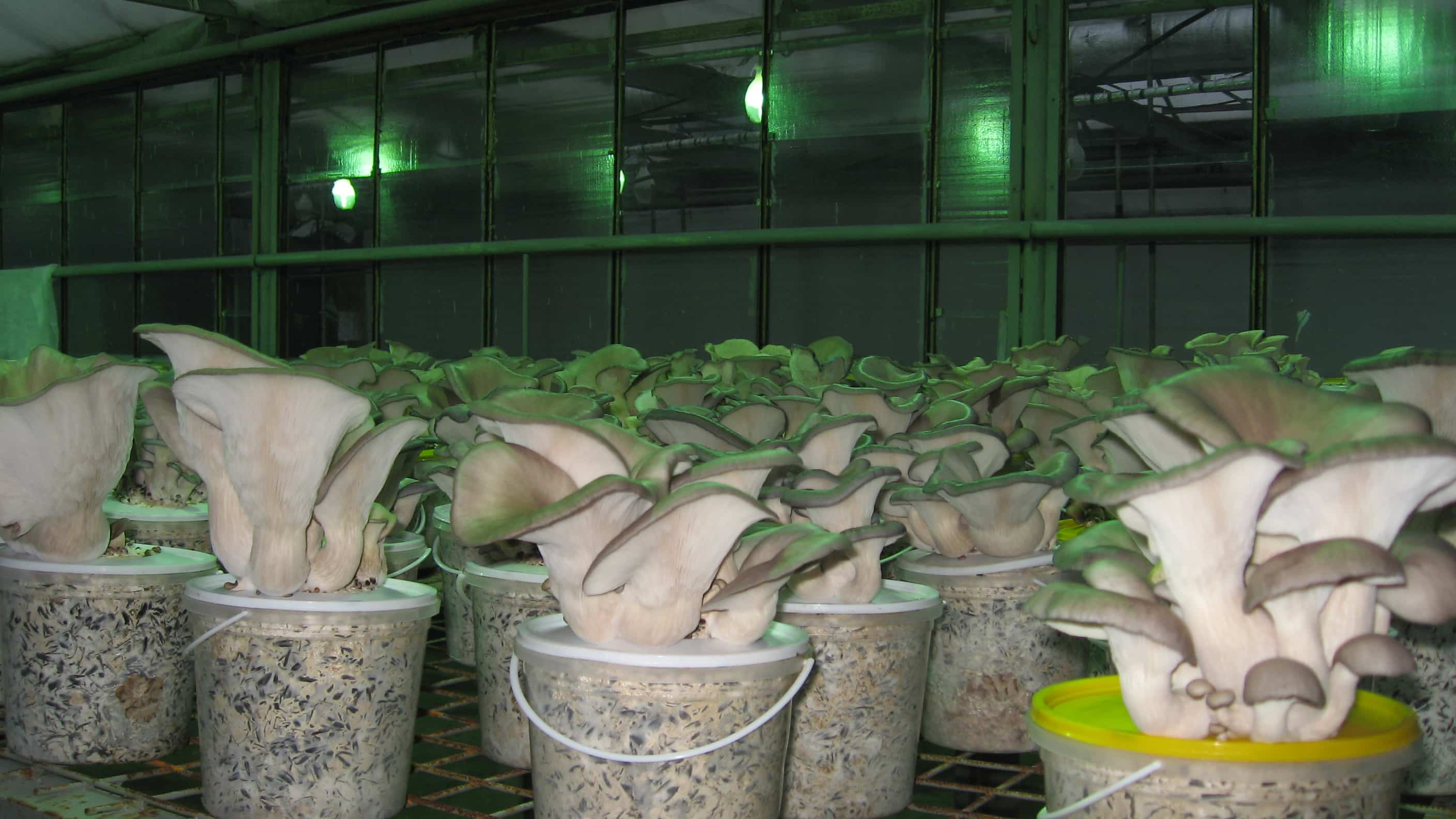 Выращивание грибов вешенки в домашних условиях - технология бизнеса