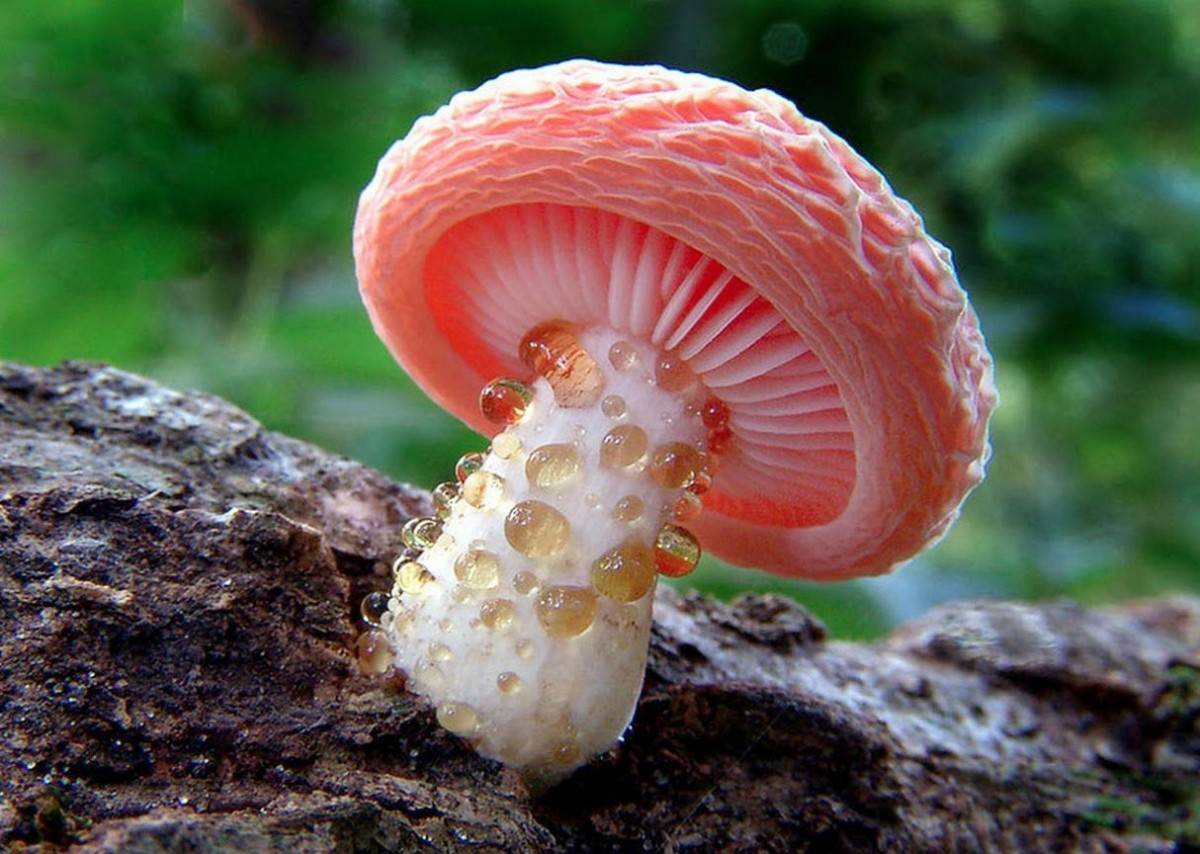 12 самых странных и интересных растений и грибов в мире • всезнаешь.ру