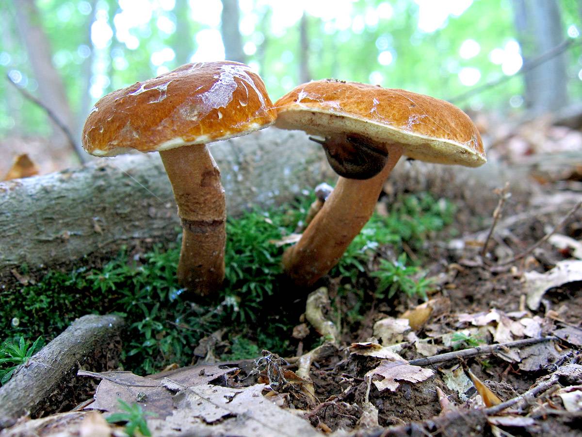 Каштановый гриб — описание, места произрастания, лечебные свойства + 71 фото