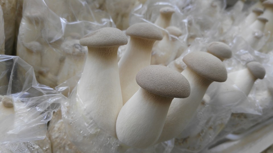 Белый степной гриб (еринги) - описание, как готовить и рецепты блюд из них, польза и вред