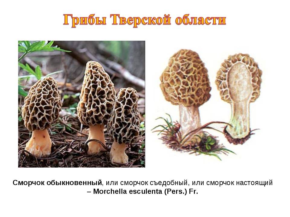 Сморчки | грибы и грибные места
