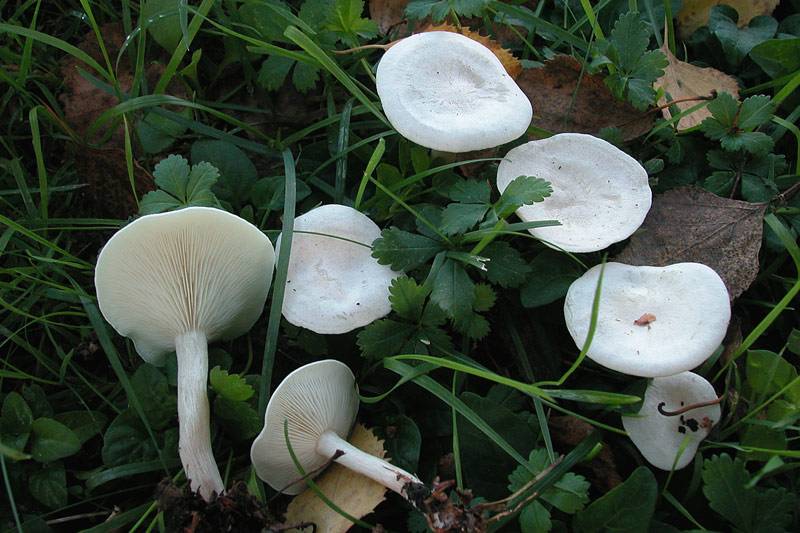 Говорушка беловатая: фото и описание, опасность ядовитого гриба
