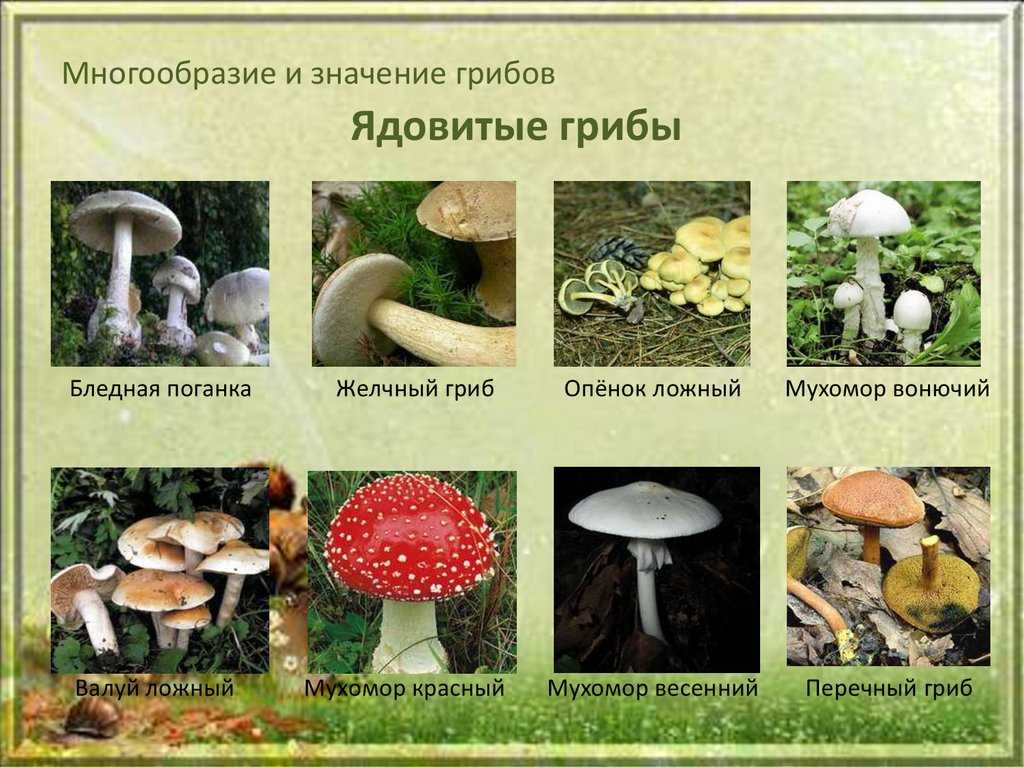 Пять самых ядовитых грибов россии (фото и описание)