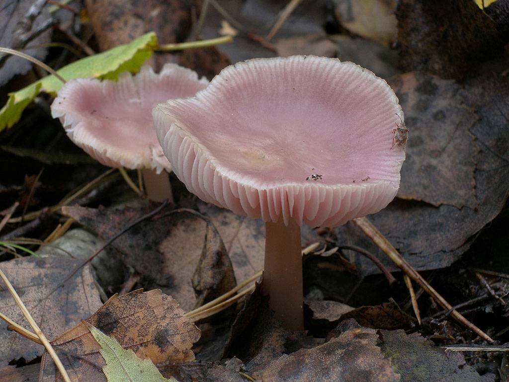 Розовое съедобное. Mycena rosea грибы. Гриб Мицена розовая. Mycena розовая. Мицена красненькие.