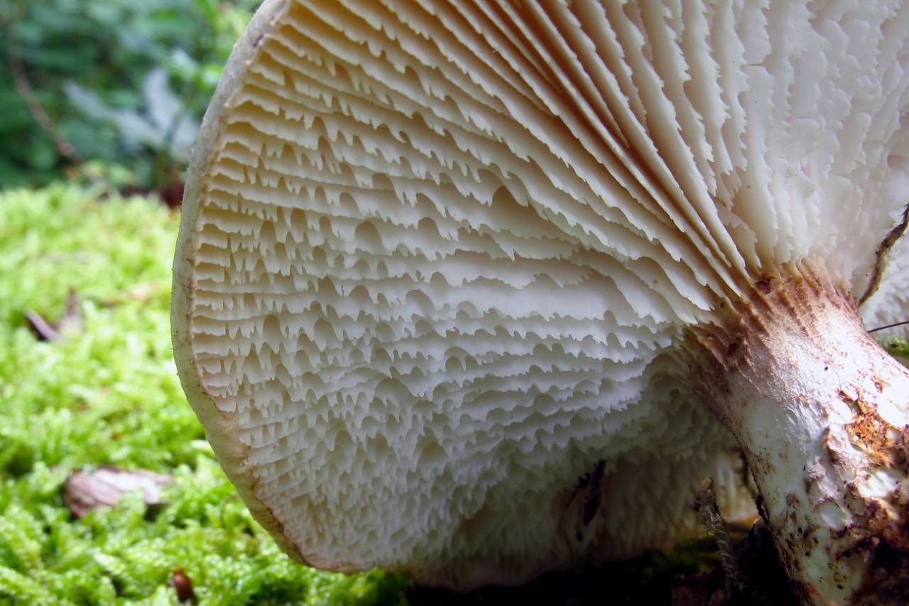 Пилолистник чешуйчатый – гриб, растущий на столбах и шпалах — викигриб