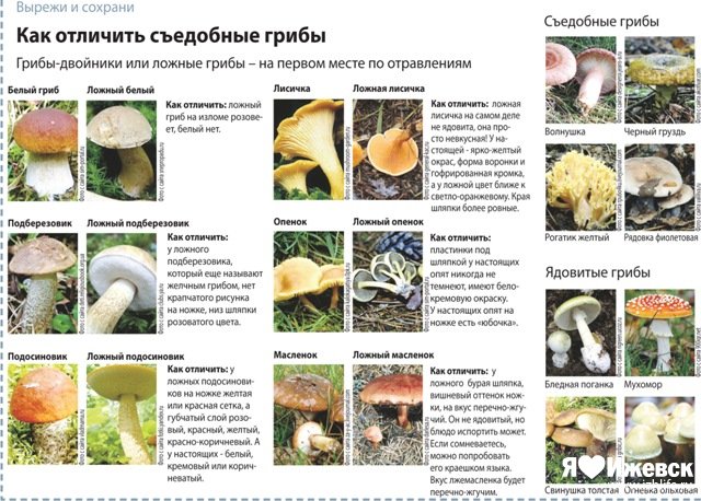 Суп с грибами – ароматный, сытный и наваристый - грибы собираем