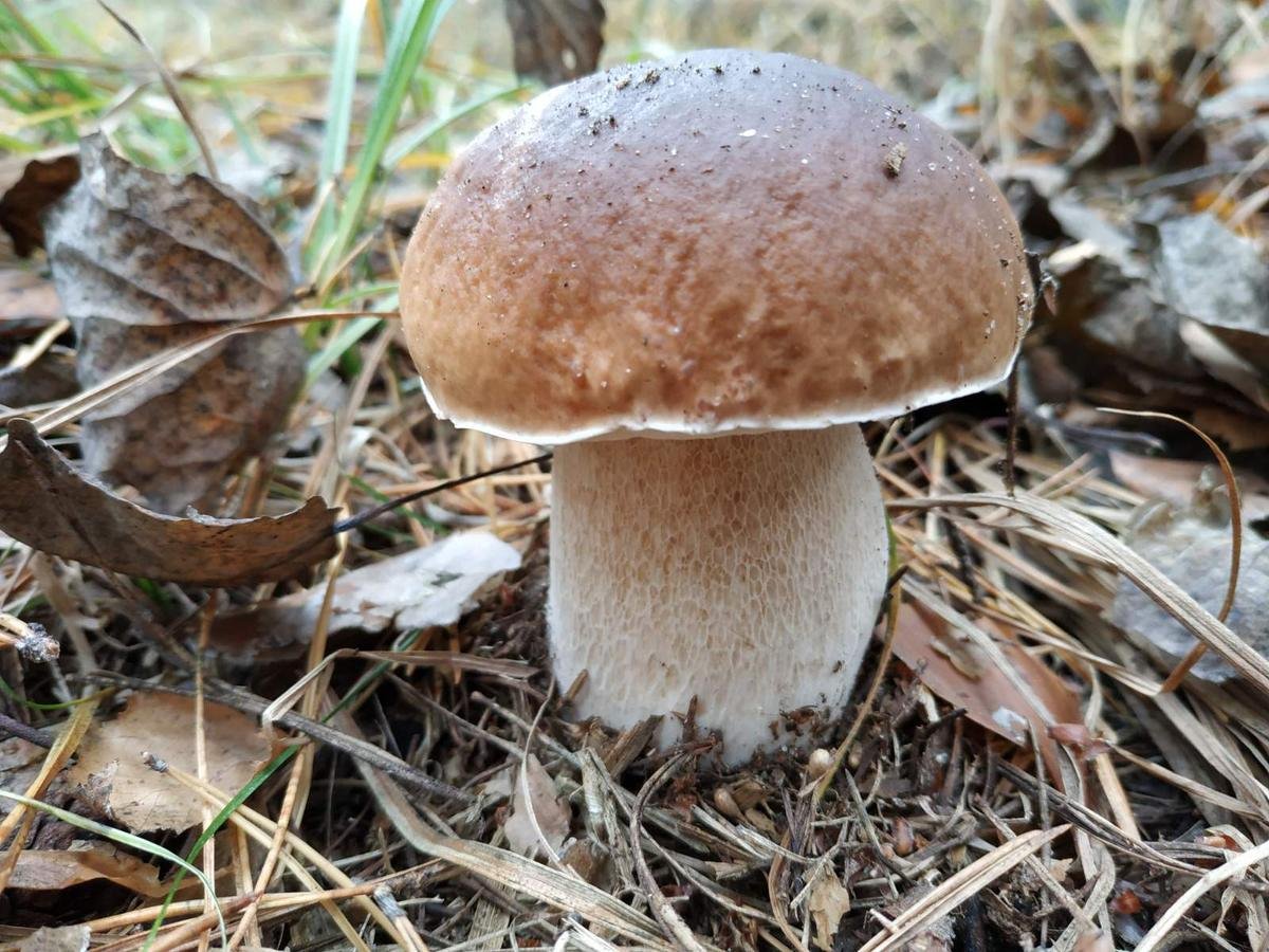Съедобные грибы в ростовской области фото и название