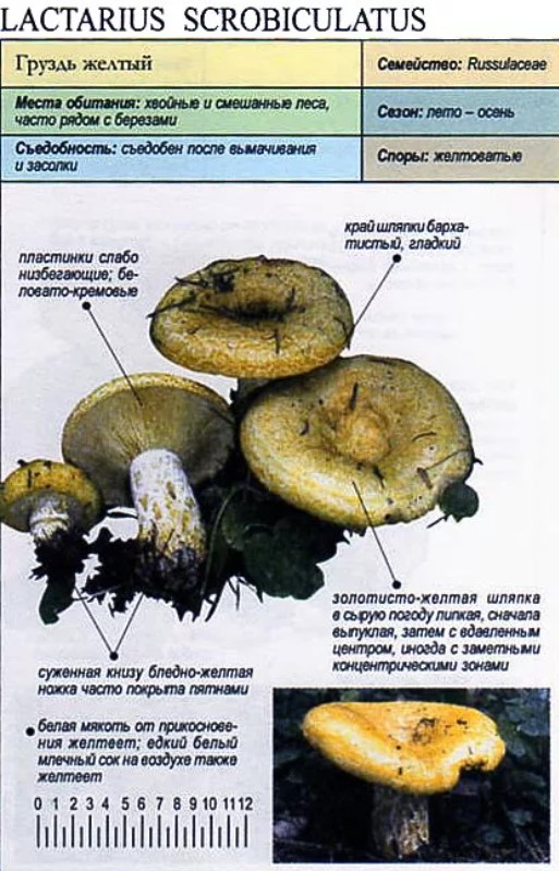 Млечник извилистый (lactarius flexuosus) – грибы сибири