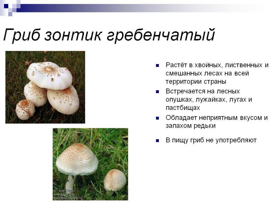Зонтик пёстрый (macrolepiota procera): описание, где растет, как отличить, фото и сходные виды