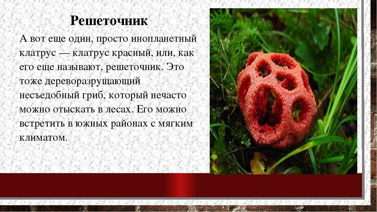 Гриб решеточник красный (clathrus ruber): фото и описание, где растёт