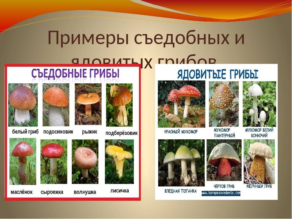 Ядовитые грибы приморского края – фото и описание