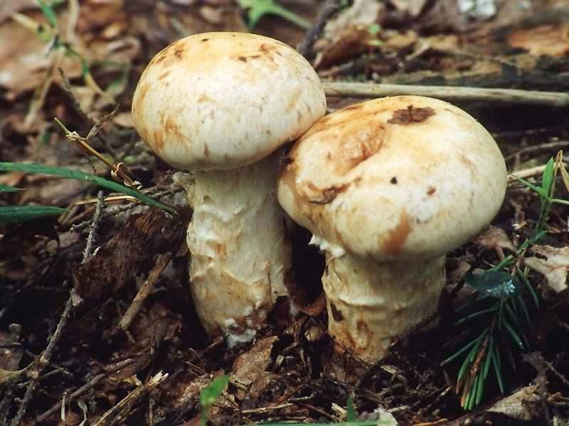 Опенок серопластинчатый (hypholoma capnoides), ложноопенок серопластинчатый или опенок маковый: фото, описание и как готовить этот гриб
