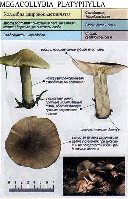 Коллибия каштановая (масляная, маслянистая, денежка масляная, rhodocollybiabutyracea): как выглядят грибы, где и как растут, съедобны или нет