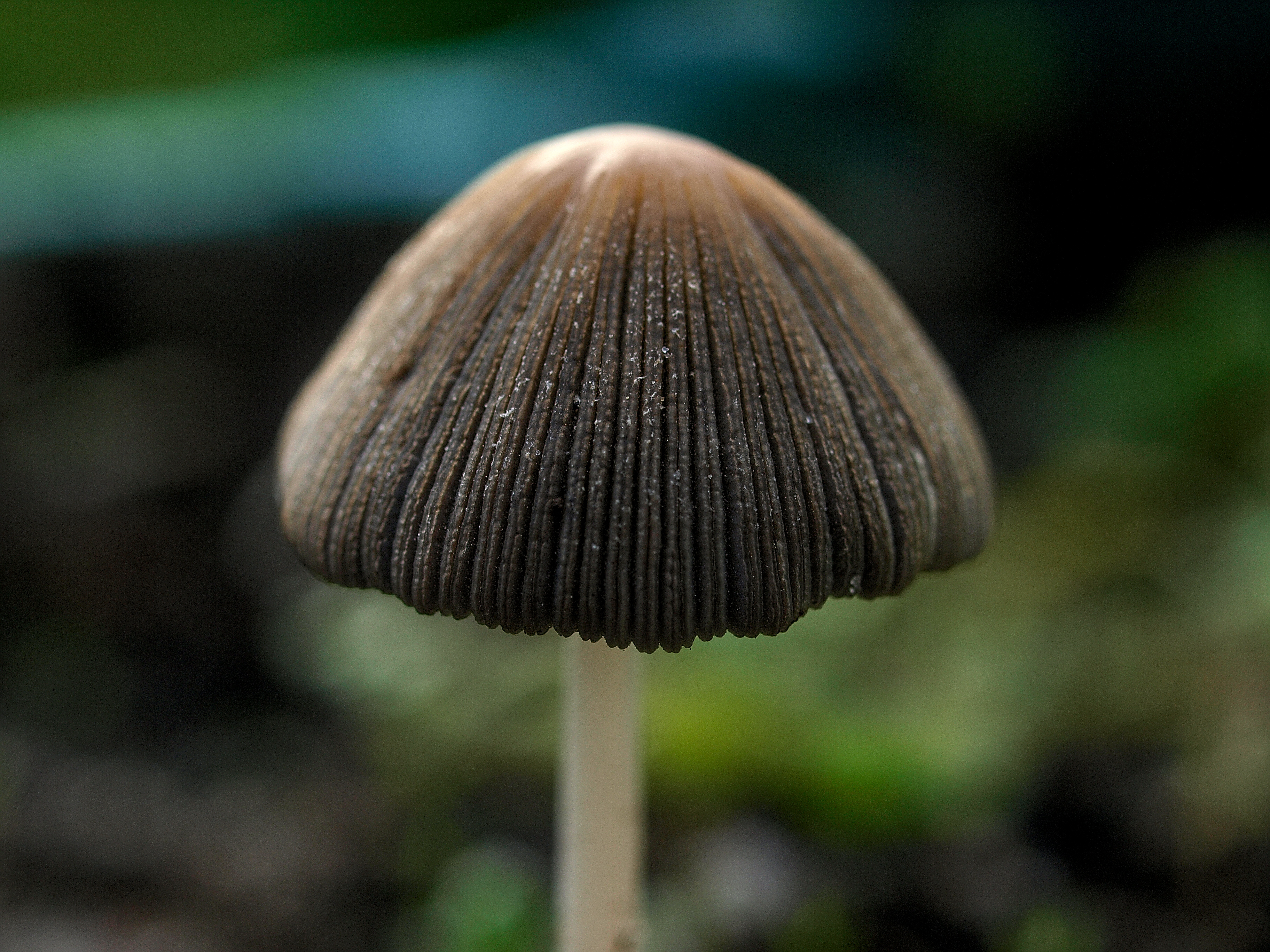 Чернильный гриб или навозник серый (coprinopsis atramentaria): фото, описание, использование от алкоголизма и как готовить условно-съедобный гриб