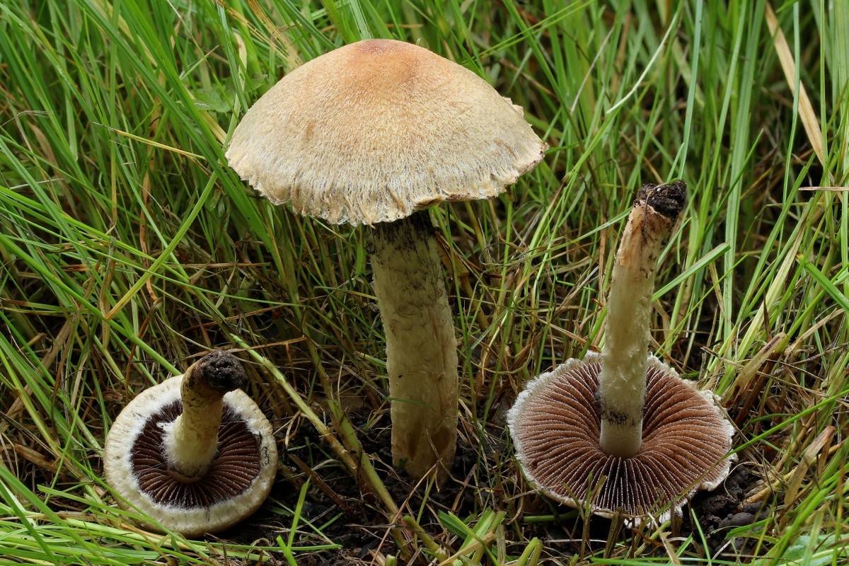 Псатирелла шаровидная (psathyrella piluliformis) – грибы сибири