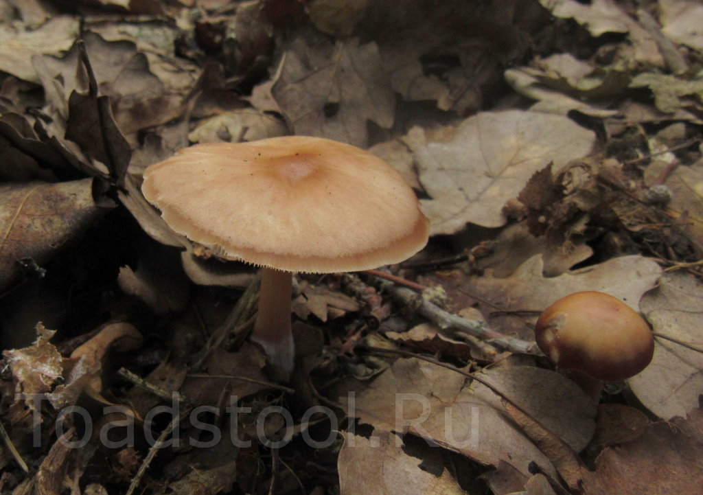 Коллибия изогнутая (гимнопус изогнутый, rhodocollybia prolixa): как выглядят грибы, где и как растут, съедобны или нет