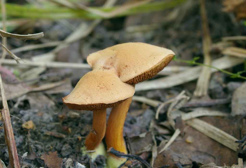 Ложные моховики: описание, фото и отличия от настоящих грибов