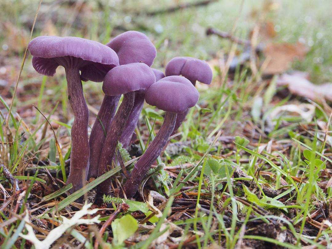 Рядовка фиолетовая (lepista nuda): описание, где растет, как отличить, фото и сходные виды