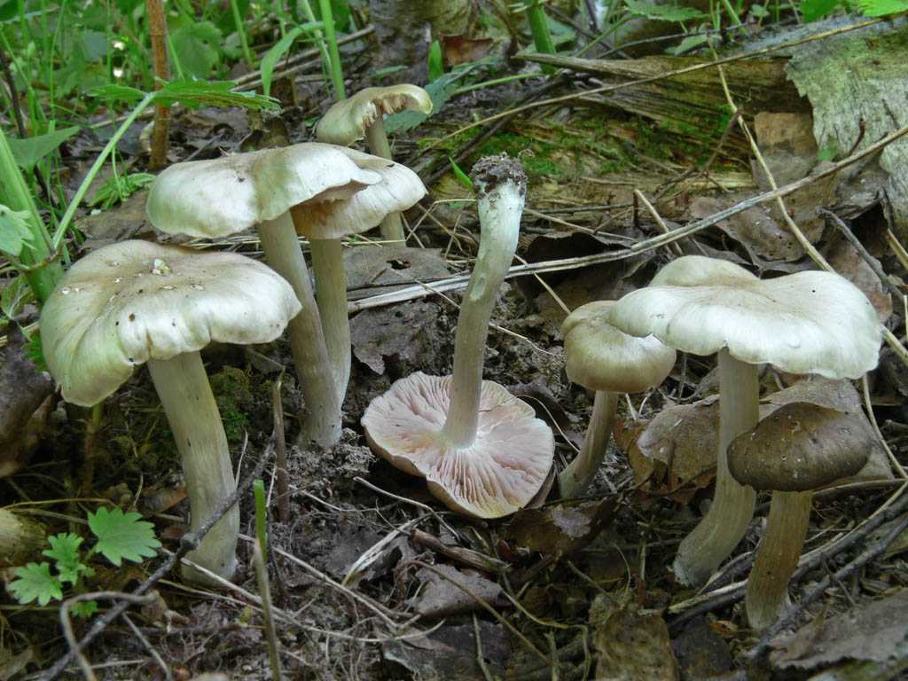 Энтолома садовая – летний деликатес из вашего сада - грибы собираем