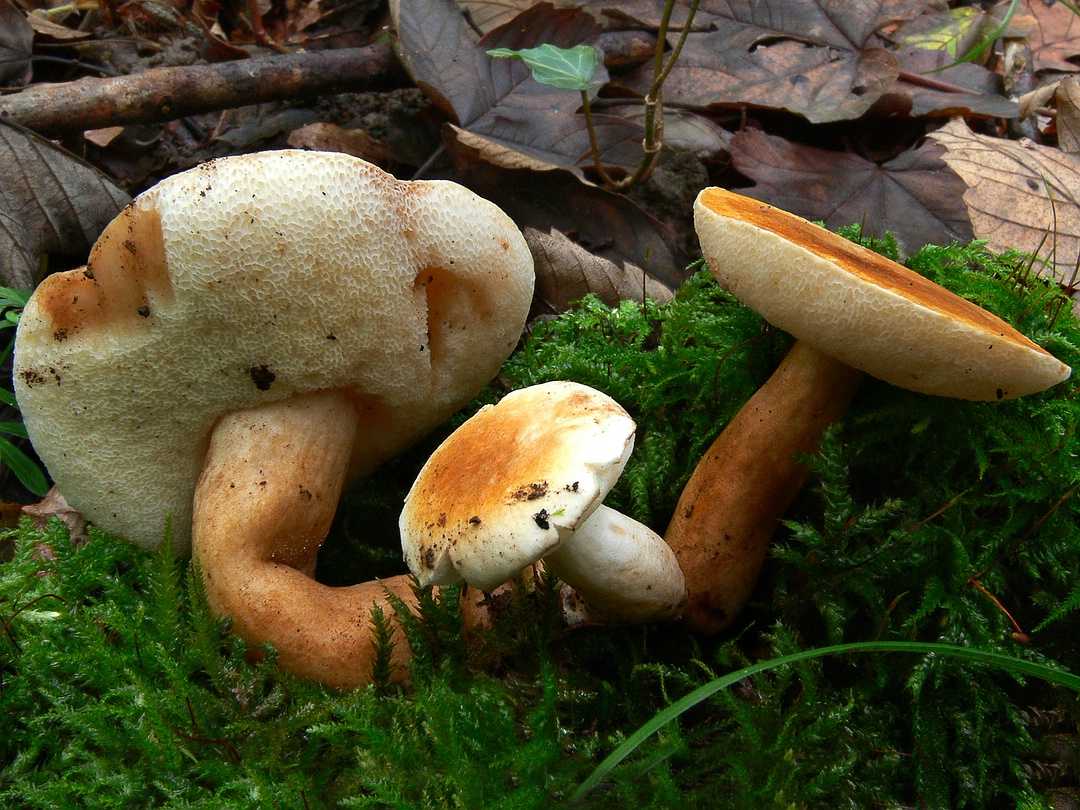 Каштановый гриб или гиропорус каштановый: описание и распространение