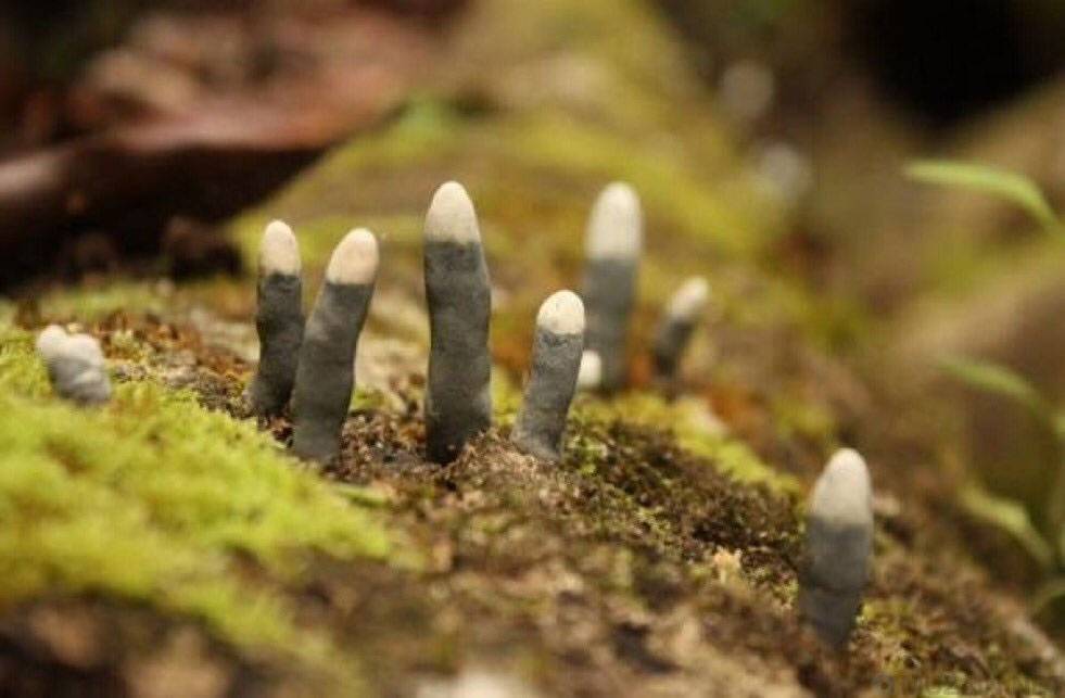 Топ-7 самых невероятных грибов | top facts | дзен