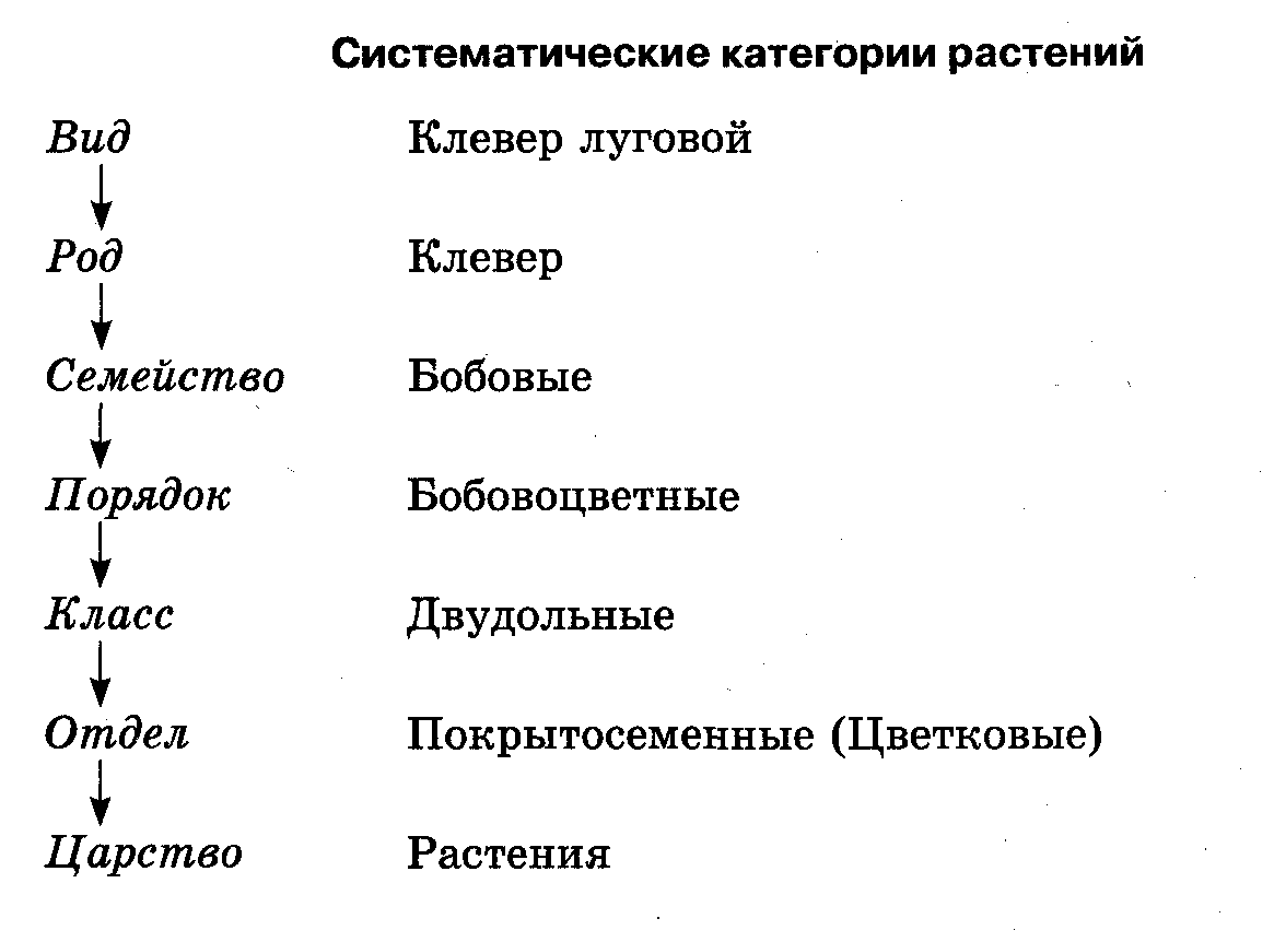 Gymnosporangium | справочник пестициды.ru