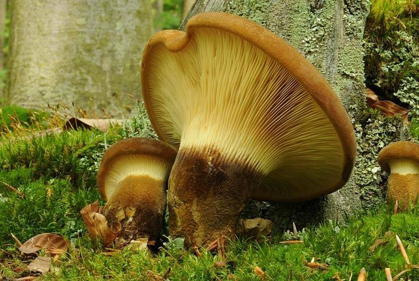 Свинушка - фото, описание и особенности гриба ранее считавшегося съедобным