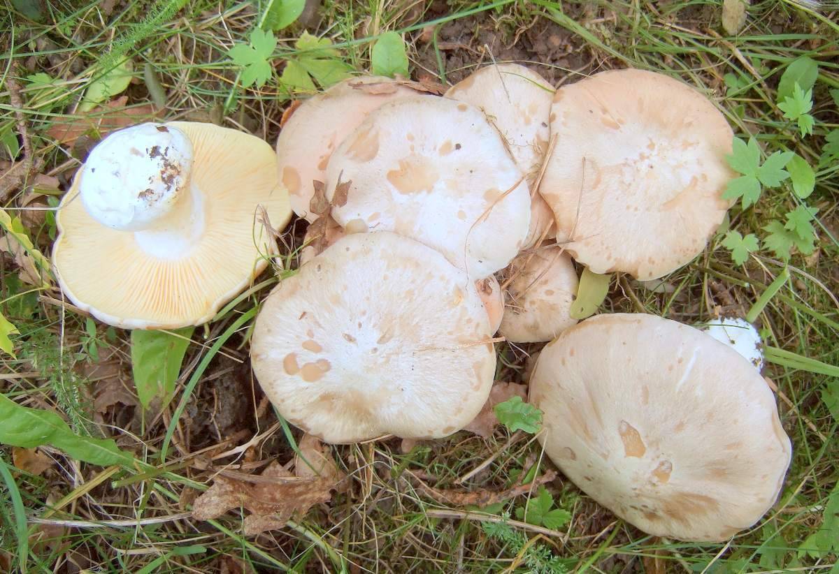 Подореховик (подорешник) гриб: фото и описание. один из весенних грибов, который почти никто не знает. энтолома садовая
