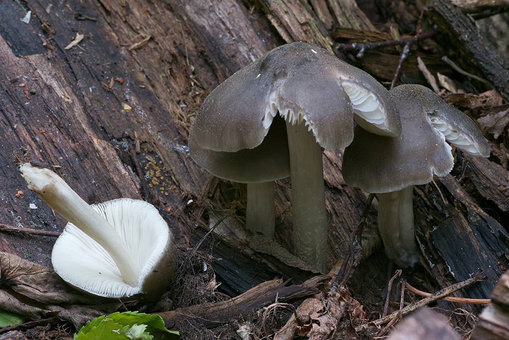Плютей ивовый - описание, где растет, ядовитость гриба
