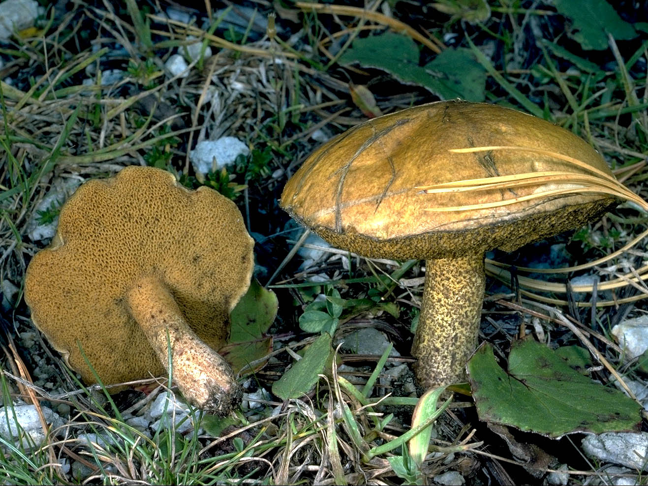 Моховик: сравнение съедобных и ложных грибов с описанием и фото