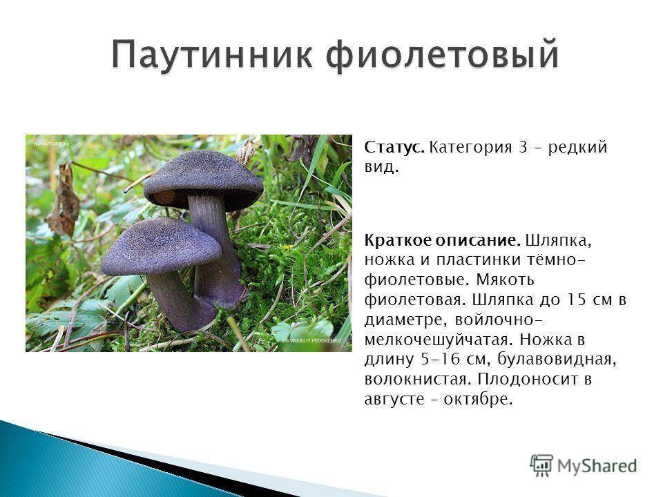 Съедобные и ядовитые виды гриба паутинника