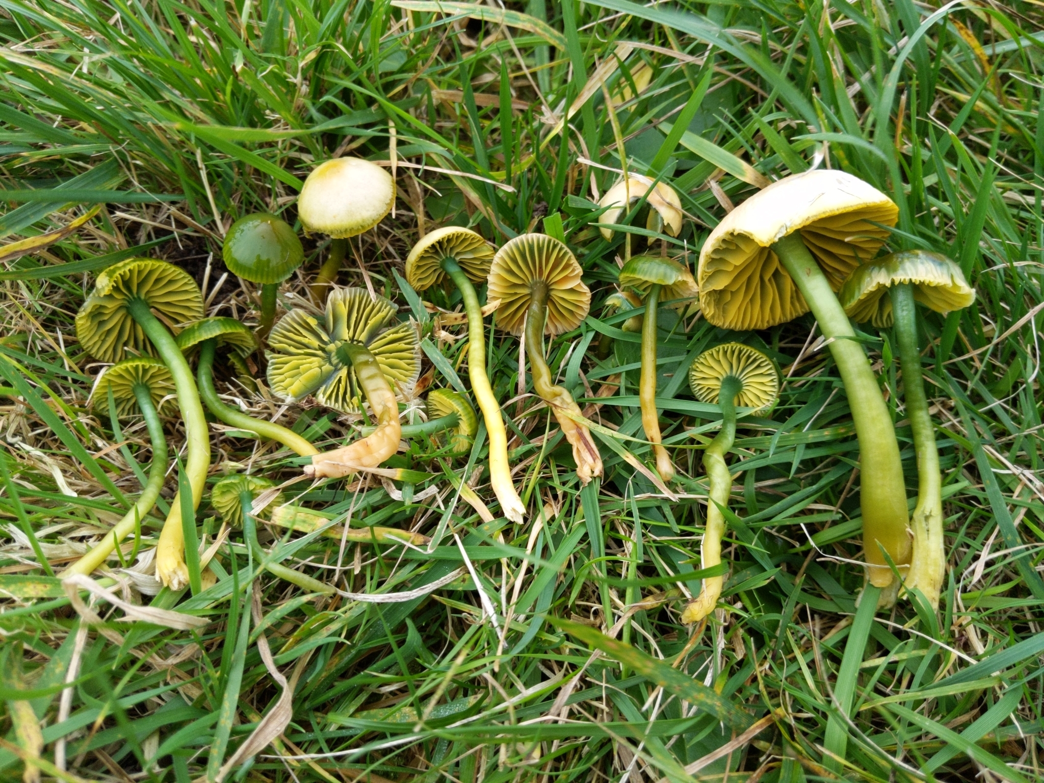 Псилоцибе кубенсис — описание гриба, где растет, фото