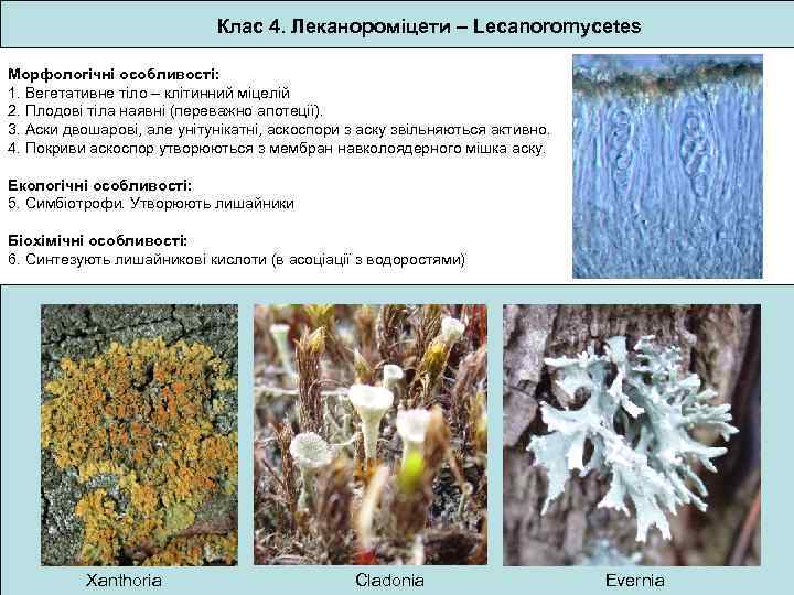Класс: Lecanoromycetes (Леканоромицеты)