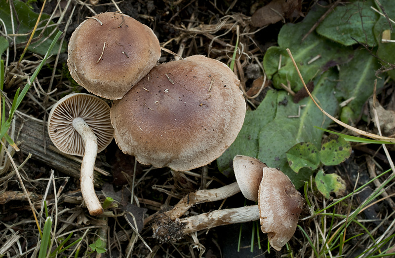 Гебелома клейкая (hebeloma crustuliniforme) или хреновый гриб: фото и описание