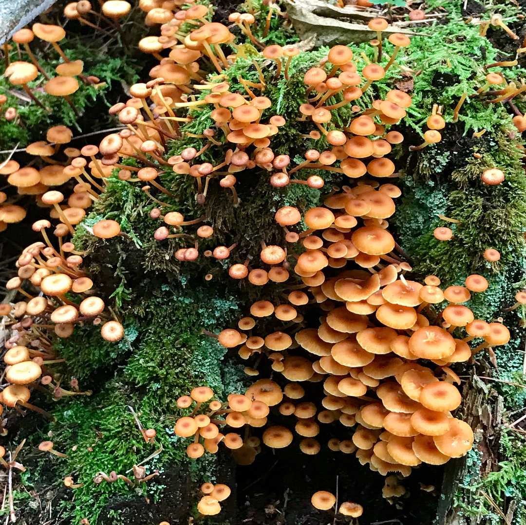 Ксеромфалина стеблевидная (xeromphalina cauticinalis) – грибы сибири